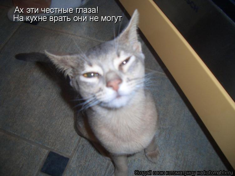 Котоматрица: Ах эти честные глаза! На кухне врать они не могут