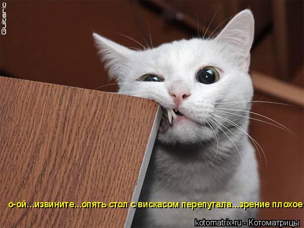 Котоматрица: о-ой...извините...опять стол с вискасом перепутала...зрение плохое.