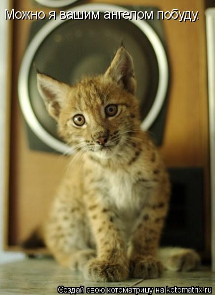 Можно я вашим ангелом побуду.... Котоматрица: Можно я вашим ангелом побуду.