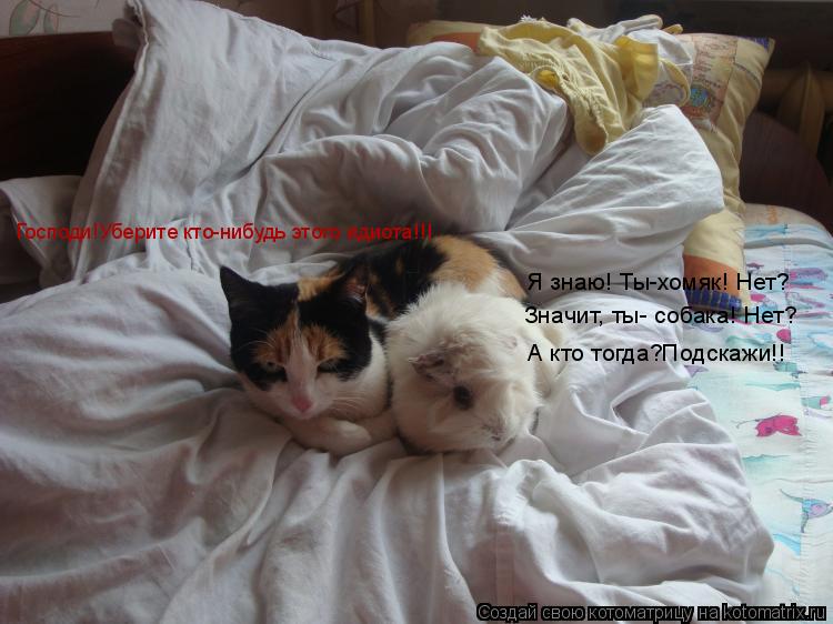 Котоматрица: Я знаю! Ты-хомяк! Нет? Значит, ты- собака! Нет?  А кто тогда?Подскажи!! Господи!Уберите кто-нибудь этого идиота!!!