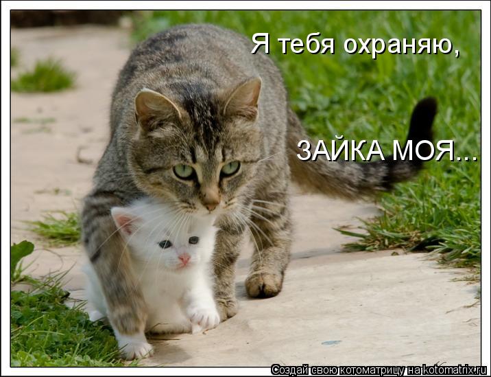 Я тебя охраняю, ЗАЙКА МОЯ...... Котоматрица: Я тебя охраняю, ЗАЙКА МОЯ...