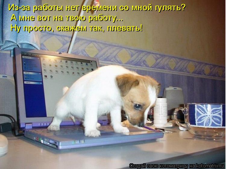 Котоматрица: А мне вот на твою работу...  Ну просто, скажем так, плевать! Из-за работы нет времени со мной гулять?