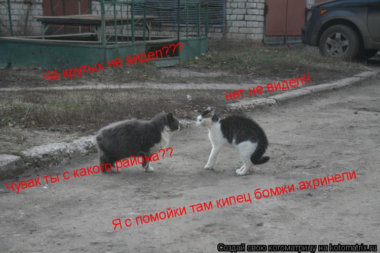 нет не видел!! Чё крутых не видел??? Чувак ты с какого района?? Я с помойки там кипец бомжи ахринели... Котоматрица: нет не видел!! Чё крутых не видел??? Чувак ты с какого района?? Я с помойки там кипец бомжи ахринели