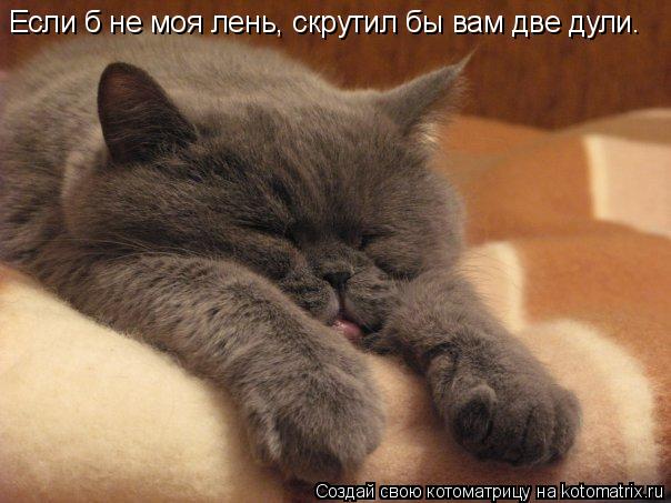 Если б не моя лень, скрутил бы вам две дули.... Котоматрица: Если б не моя лень, скрутил бы вам две дули.