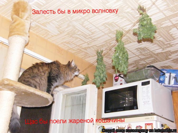 Залесть бы в микро волновку Щас бы поели жареной кошачины... Котоматрица: Залесть бы в микро волновку Щас бы поели жареной кошачины