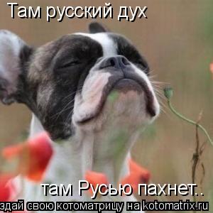 Там русский дух там Русью пахнет..... Котоматрица: Там русский дух там Русью пахнет..