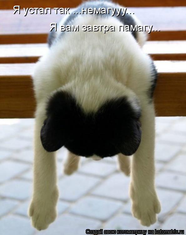 Я устал так ...немагууу... Я вам завтра памагу...... Котоматрица: Я устал так ...немагууу... Я вам завтра памагу...