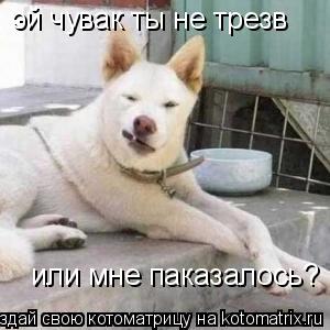 эй чувак ты не трезв или мне паказалось?... Котоматрица: эй чувак ты не трезв или мне паказалось?