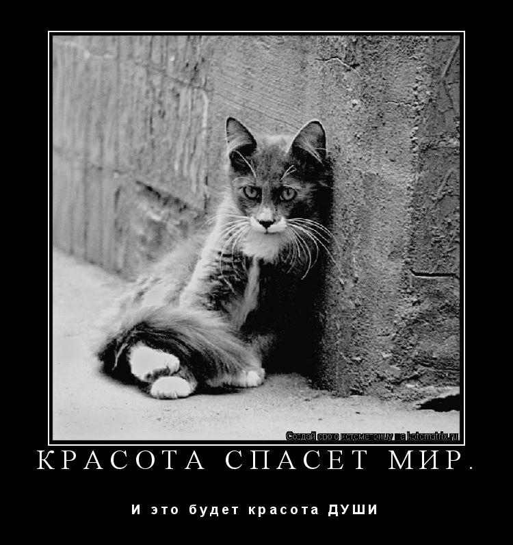 Красота спасет мир. И э т о б у д е т к р а с о т а Д У Ш И ... Котоматрица: Красота спасет мир. И э т о б у д е т к р а с о т а Д У Ш И