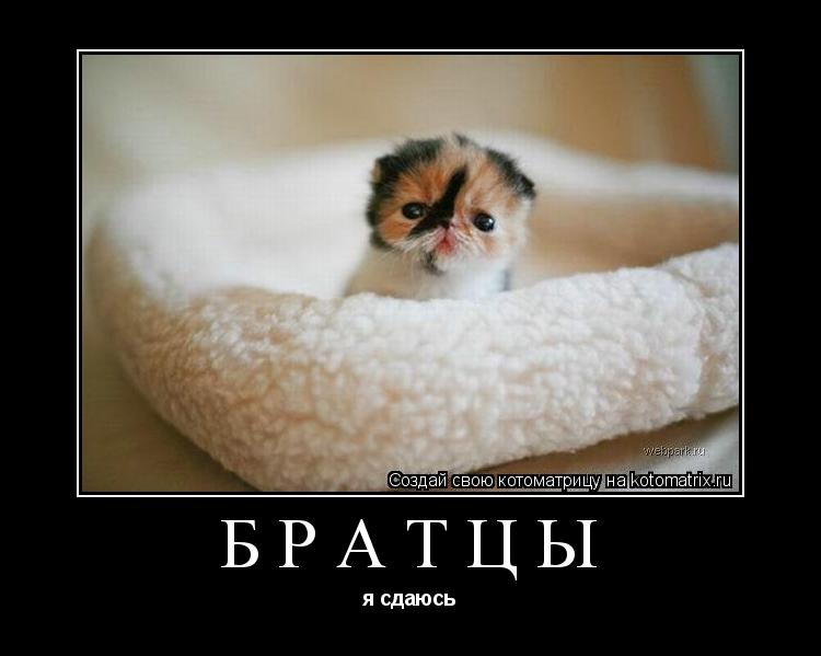 Котоматрица: братцы я сдаюсь