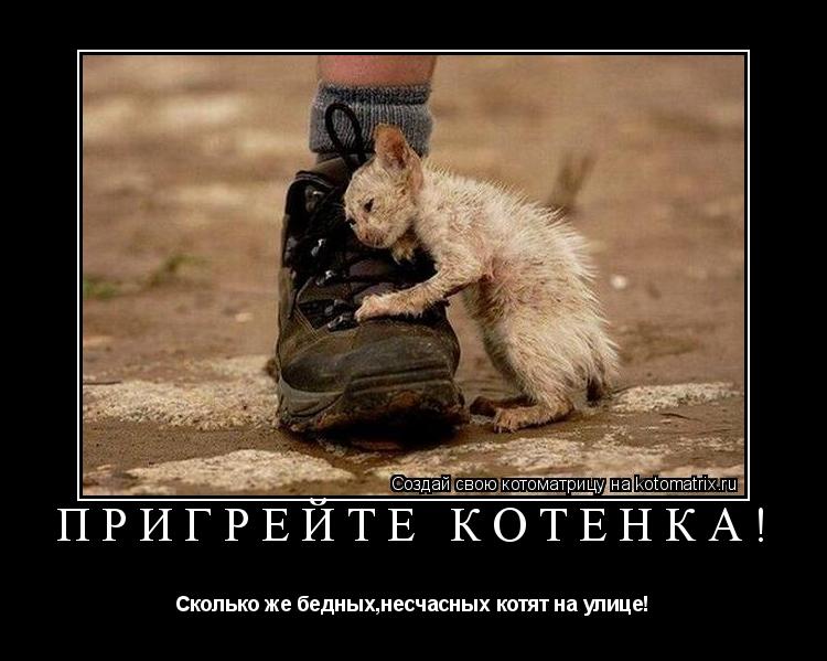 Пригрейте котенка! Сколько же бедных,несчасных котят на улице!... Котоматрица: Пригрейте котенка! Сколько же бедных,несчасных котят на улице!