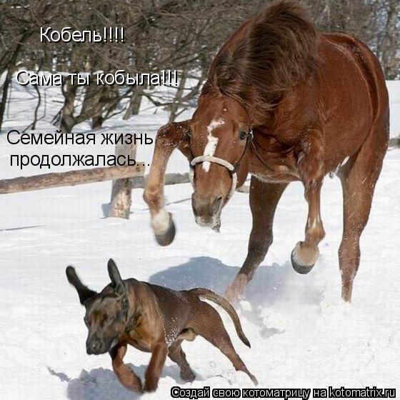 Кобель!!!! Сама ты кобыла!!! Семейная жизнь продолжалась...... Котоматрица: Кобель!!!! Сама ты кобыла!!! Семейная жизнь продолжалась...