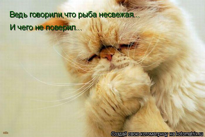 Ведь говорили,что рыба несвежая... И чего не поверил...... Котоматрица: Ведь говорили,что рыба несвежая... И чего не поверил...
