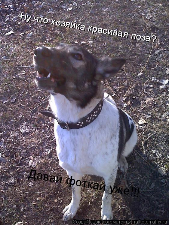Ну что хозяйка красивая поза? Давай фоткай уже!!!... Котоматрица: Ну что хозяйка красивая поза? Давай фоткай уже!!!