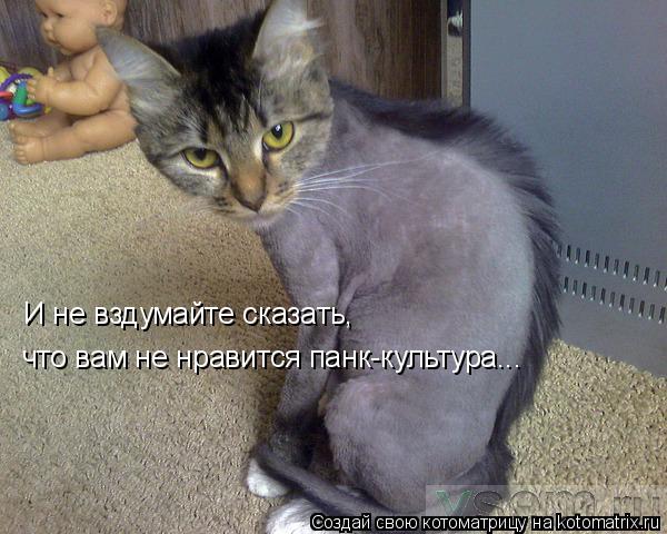 И не вздумайте сказать, что вам не нравится панк-культура...... Котоматрица: И не вздумайте сказать, что вам не нравится панк-культура...
