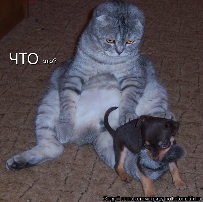 ЧТО это?... Котоматрица: ЧТО это?