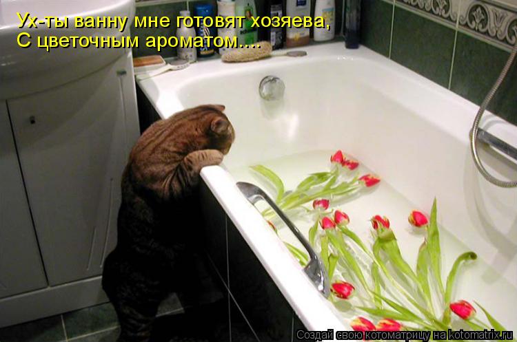 Ух-ты ванну мне готовят хозяева, С цветочным ароматом....... Котоматрица: Ух-ты ванну мне готовят хозяева, С цветочным ароматом....