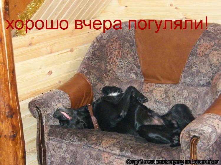 хорошо вчера погуляли!... Котоматрица: хорошо вчера погуляли!