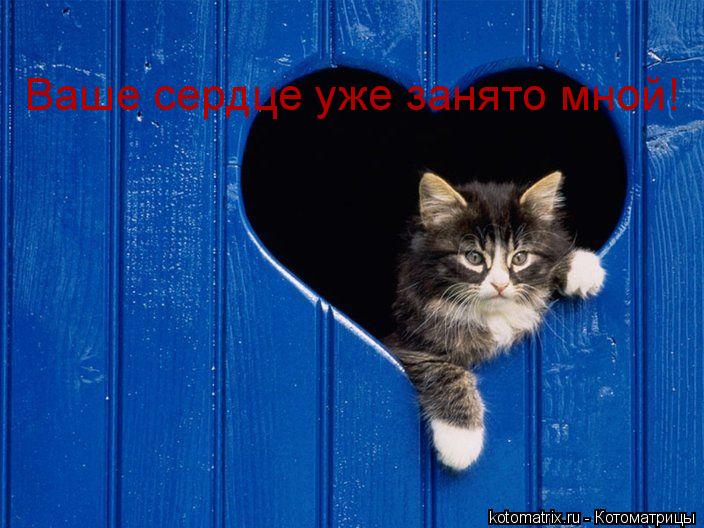 Ваше сердце уже занято мной!... Котоматрица: Ваше сердце уже занято мной!