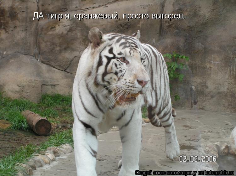 ДА тигр я, оранжевый, просто выгорел.... Котоматрица: ДА тигр я, оранжевый, просто выгорел.