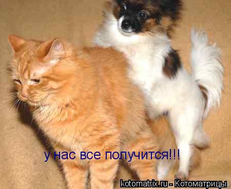 у нас все получится!!!... Котоматрица: у нас все получится!!!