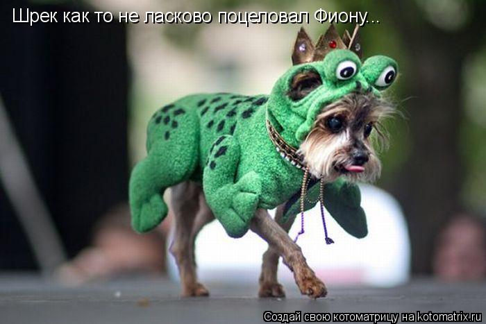 Шрек как то не ласково поцеловал Фиону...... Котоматрица: Шрек как то не ласково поцеловал Фиону...