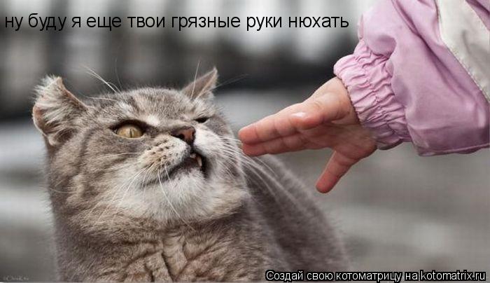 ну буду я еще твои грязные руки нюхать... Котоматрица: ну буду я еще твои грязные руки нюхать