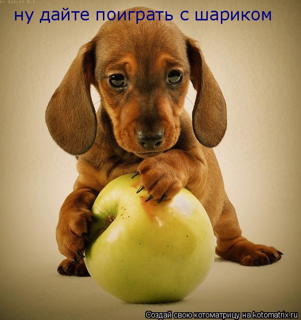 ну дайте поиграть с шариком... Котоматрица: ну дайте поиграть с шариком