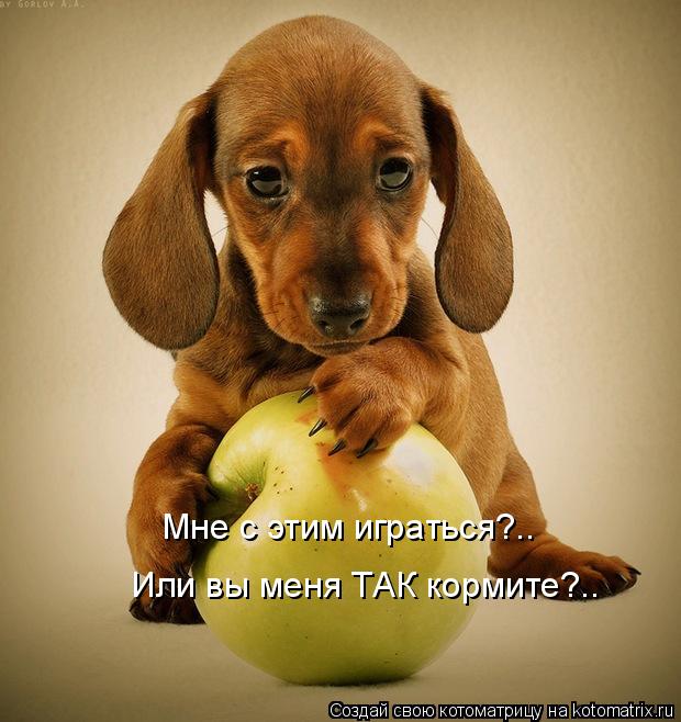 Мне с этим играться?.. Или вы меня ТАК кормите?..... Котоматрица: Мне с этим играться?.. Или вы меня ТАК кормите?..