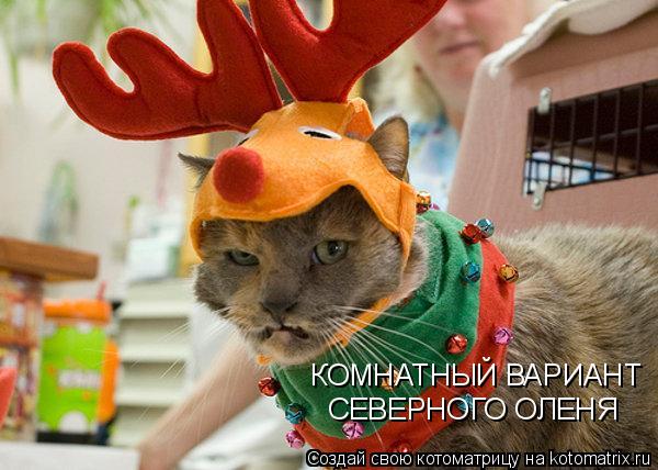 КОМНАТНЫЙ ВАРИАНТ СЕВЕРНОГО ОЛЕНЯ... Котоматрица: КОМНАТНЫЙ ВАРИАНТ СЕВЕРНОГО ОЛЕНЯ