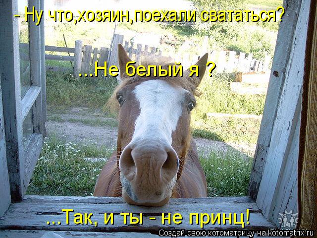 - Ну что,хозяин,поехали свататься? ...Так, и ты - не принц! ...Не белый я ?... Котоматрица: - Ну что,хозяин,поехали свататься? ...Так, и ты - не принц! ...Не белый я ?
