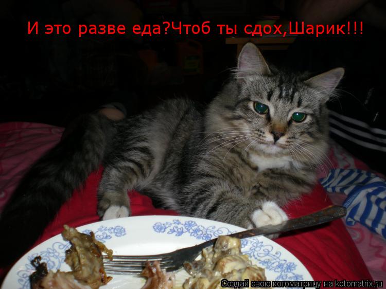 И это разве еда? И это разве еда?Чтоб ты сдох,Шарик!!!... Котоматрица: И это разве еда? И это разве еда?Чтоб ты сдох,Шарик!!!