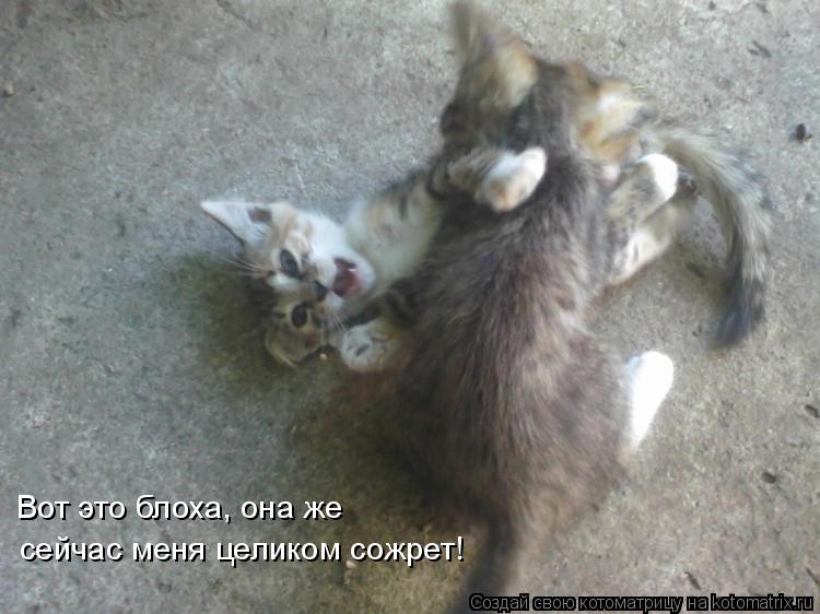 сейчас меня целиком сожрет! Вот это блоха, она же... Котоматрица: сейчас меня целиком сожрет! Вот это блоха, она же
