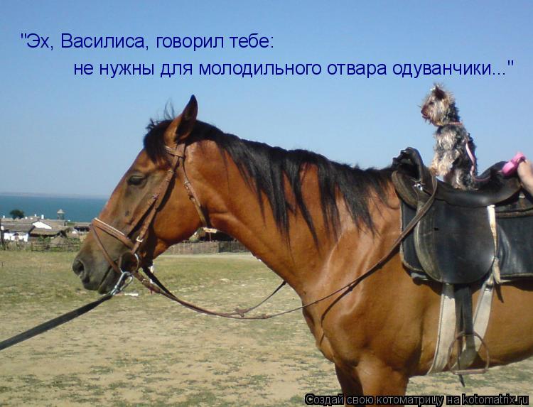 "Эх, Василиса, говорил тебе: не нужны для молодильного отвара одуванчики..."... Котоматрица: "Эх, Василиса, говорил тебе: не нужны для молодильного отвара одуванчики..."
