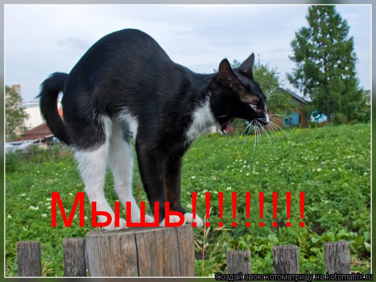 Мышь!!!!!!!!!... Котоматрица: Мышь!!!!!!!!!