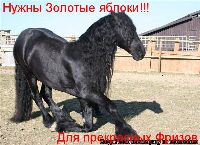 Нужны Золотые яблоки!!! Для прекрасных Фризов... Котоматрица: Нужны Золотые яблоки!!! Для прекрасных Фризов