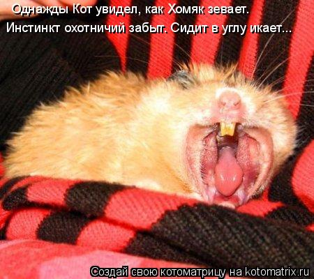 Однажды Кот увидел, как Хомяк зевает. Инстинкт охотничий забыт. Сидит в углу икает...... Котоматрица: Однажды Кот увидел, как Хомяк зевает. Инстинкт охотничий забыт. Сидит в углу икает...