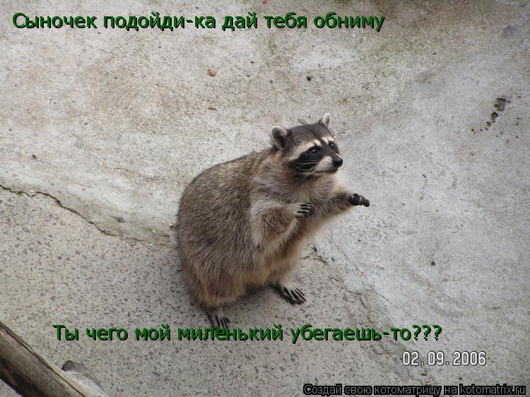 Сыночек подойди-ка дай тебя обниму Ты чего мой миленький убегаешь-то???... Котоматрица: Сыночек подойди-ка дай тебя обниму Ты чего мой миленький убегаешь-то???