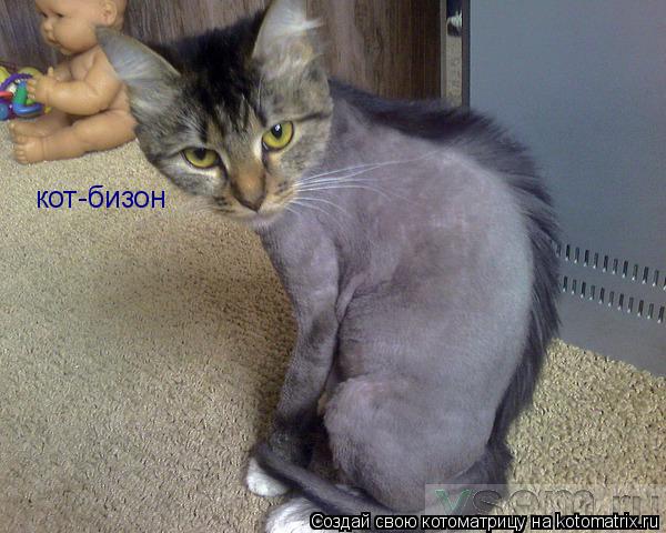 кот-бизон... Котоматрица: кот-бизон