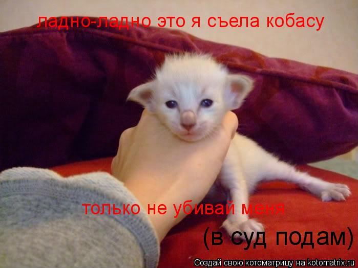 ладно-ладно это я съела кобасу только не убивай меня (в суд подам)... Котоматрица: ладно-ладно это я съела кобасу только не убивай меня (в суд подам)