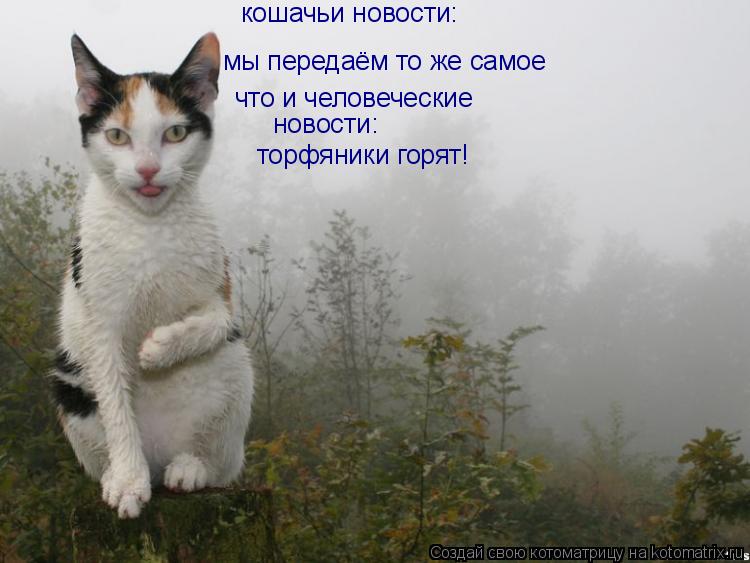кошачьи новости: мы передаём то же самое что и человеческие новости: торфяники горят!... Котоматрица: кошачьи новости: мы передаём то же самое что и человеческие новости: торфяники горят!
