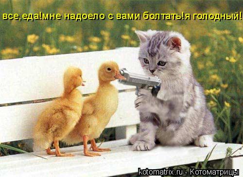 все,еда!мне надоело с вами болтать!я голодный!... Котоматрица: все,еда!мне надоело с вами болтать!я голодный!
