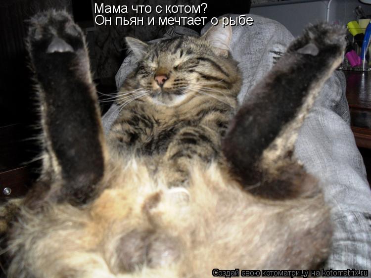 Мама что с котом? Он пьян и мечтает о рыбе... Котоматрица: Мама что с котом? Он пьян и мечтает о рыбе