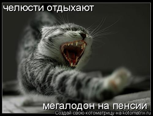 мегалодон на пенсии челюсти отдыхают... Котоматрица: мегалодон на пенсии челюсти отдыхают