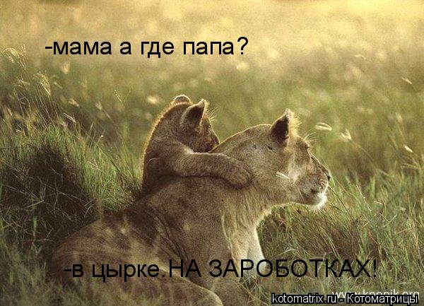 -мама а где папа? -в цырке.НА ЗАРОБОТКАХ!... Котоматрица: -мама а где папа? -в цырке.НА ЗАРОБОТКАХ!