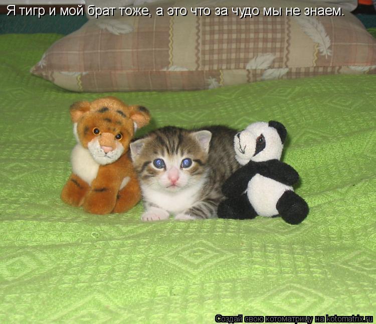 Я тигр и мой брат тоже, а это что за чудо мы не знаем.... Котоматрица: Я тигр и мой брат тоже, а это что за чудо мы не знаем.