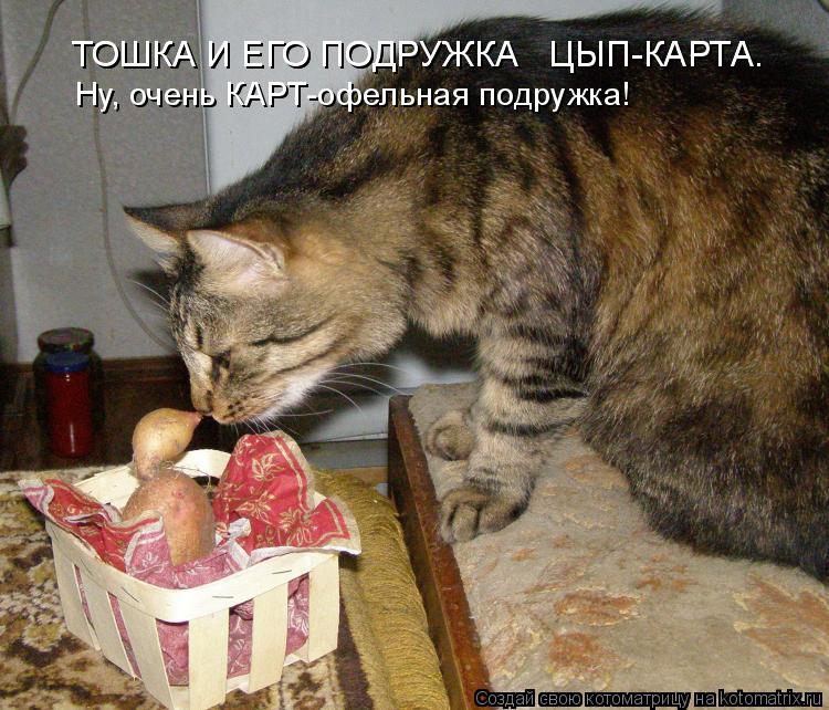 ТОШКА И ЕГО ПОДРУЖКА ЦЫП-КАРТА. ТОШКА И ЕГО ПОДРУЖКА ЦЫП-КАРТА. Ну, очень КАРТ-офельная подружка!... Котоматрица: ТОШКА И ЕГО ПОДРУЖКА ЦЫП-КАРТА. ТОШКА И ЕГО ПОДРУЖКА ЦЫП-КАРТА. Ну, очень КАРТ-офельная подружка!