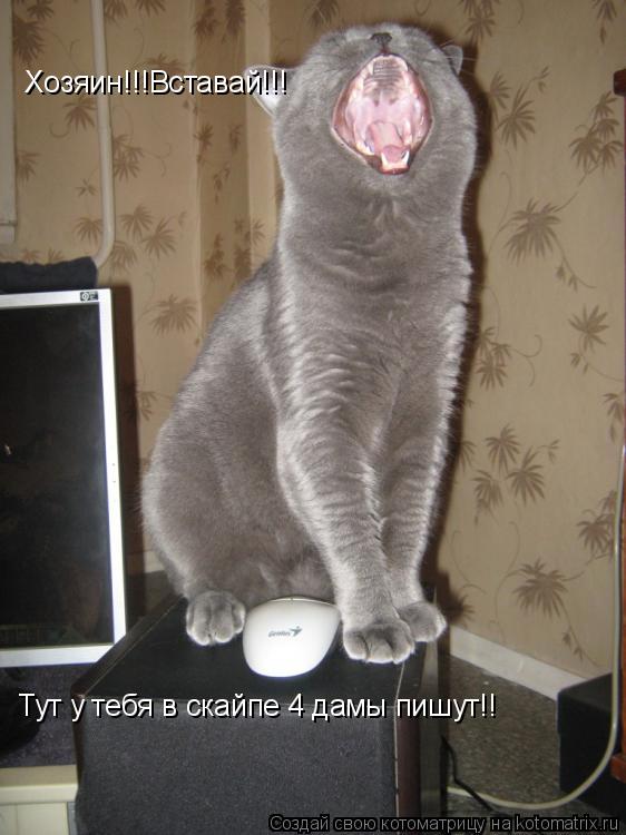 Хозяин!!!Вставай!!! Тут у тебя в скайпе 4 дамы пишут!!... Котоматрица: Хозяин!!!Вставай!!! Тут у тебя в скайпе 4 дамы пишут!!