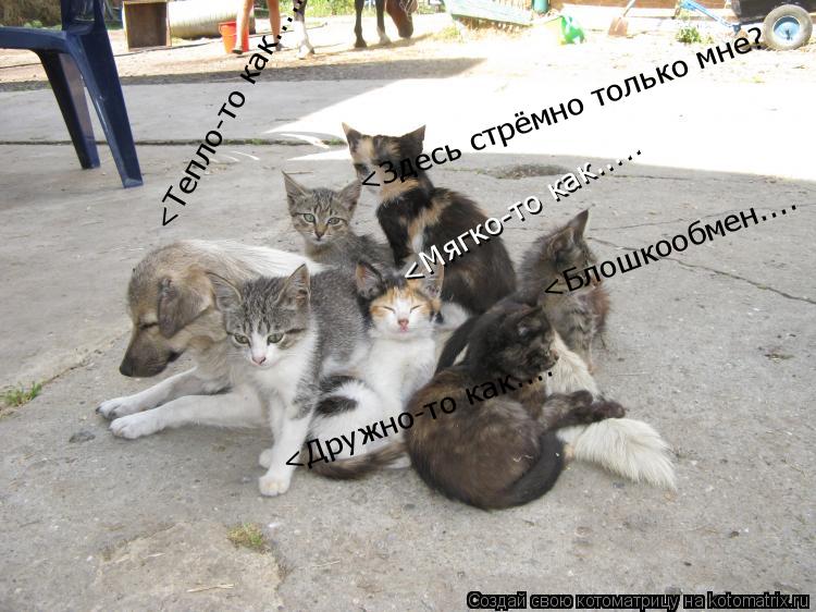 <Тепло-то как..... <Мягко-то как..... <Здесь стрёмно только мне? <Блошкообмен.... <Дружно-то как....... Котоматрица: <Тепло-то как..... <Мягко-то как..... <Здесь стрёмно только мне? <Блошкообмен.... <Дружно-то как....