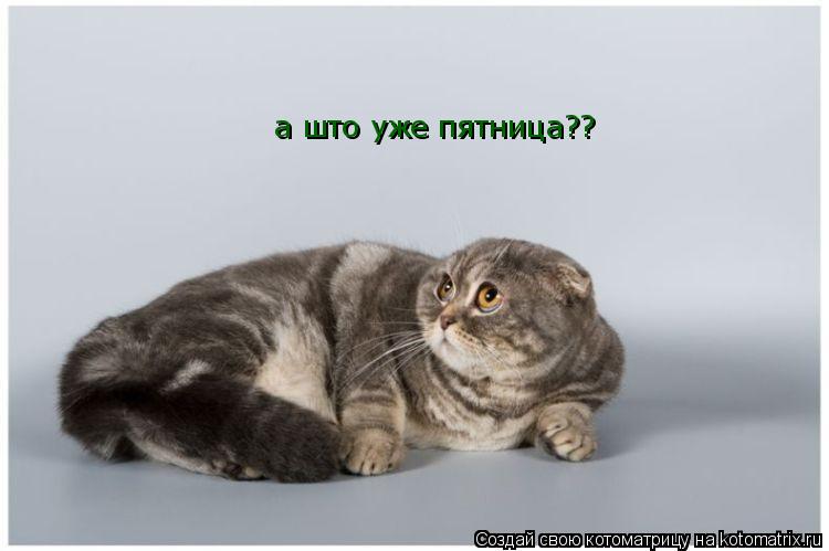а што уже пятница??... Котоматрица: а што уже пятница??